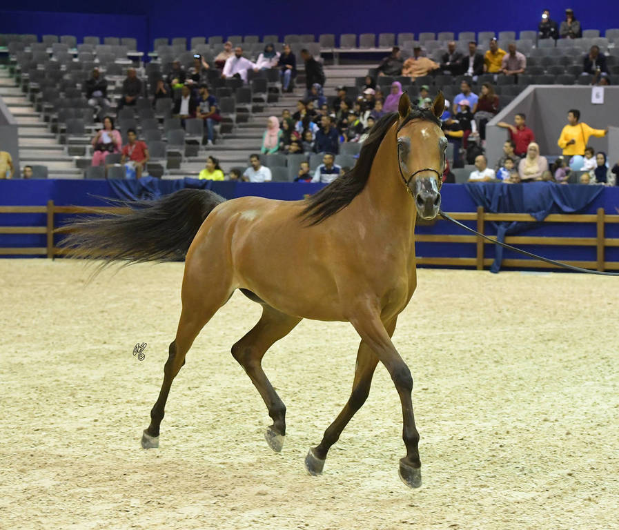 Filly Bronze Champion: Menwah Al Shaqab (Wadee Al Shaqab X Miss El Power JQ)  