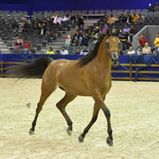 Filly Bronze Champion: Menwah Al Shaqab (Wadee Al Shaqab X Miss El Power JQ)  