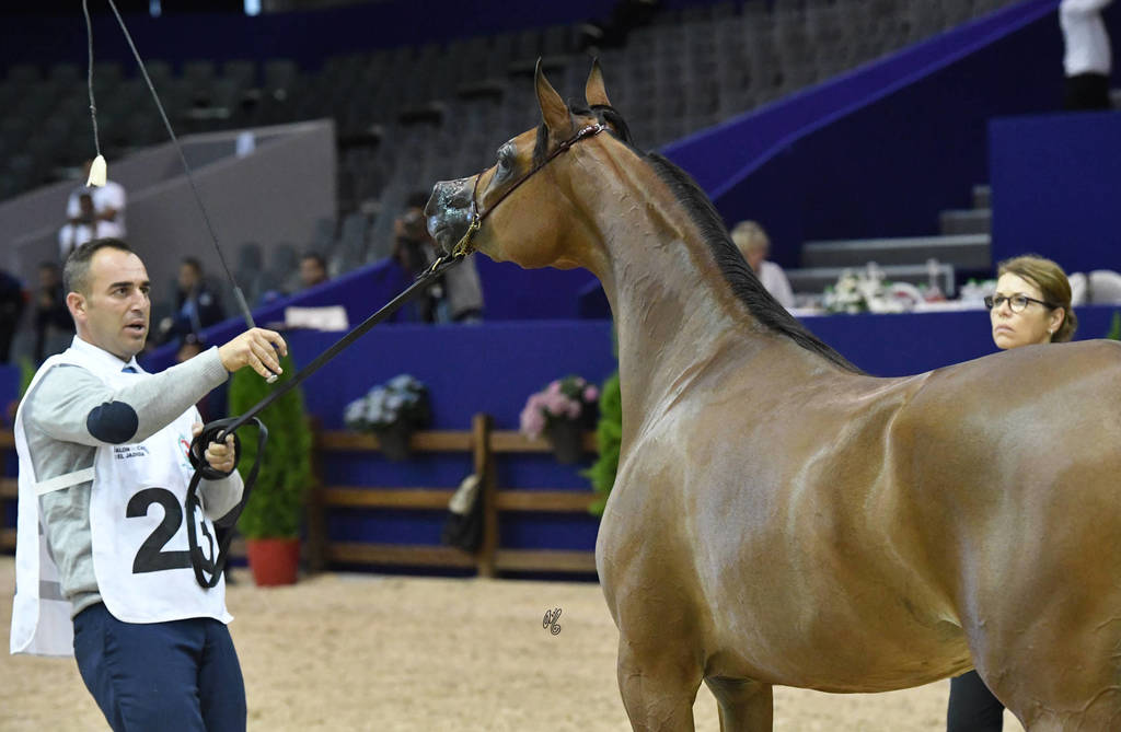 Filly Bronze Champion: Menwah Al Shaqab (Wadee Al Shaqab X Miss El Power JQ)  