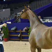 Filly Bronze Champion: Menwah Al Shaqab (Wadee Al Shaqab X Miss El Power JQ)  