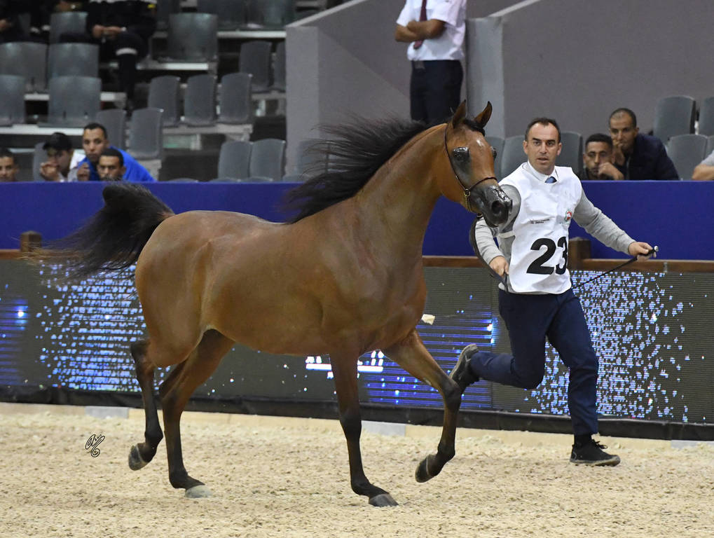 Filly Bronze Champion: Menwah Al Shaqab (Wadee Al Shaqab X Miss El Power JQ)  