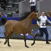 Filly Bronze Champion: Menwah Al Shaqab (Wadee Al Shaqab X Miss El Power JQ)  