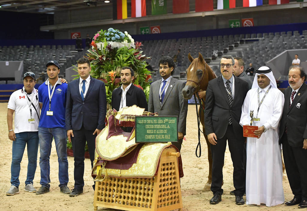 Yearling Colt Gold Champion: Hagras Al Shaqab (Fadi Al Shaqab X Wind Kamelia)  
