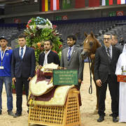 Yearling Colt Gold Champion: Hagras Al Shaqab (Fadi Al Shaqab X Wind Kamelia)  