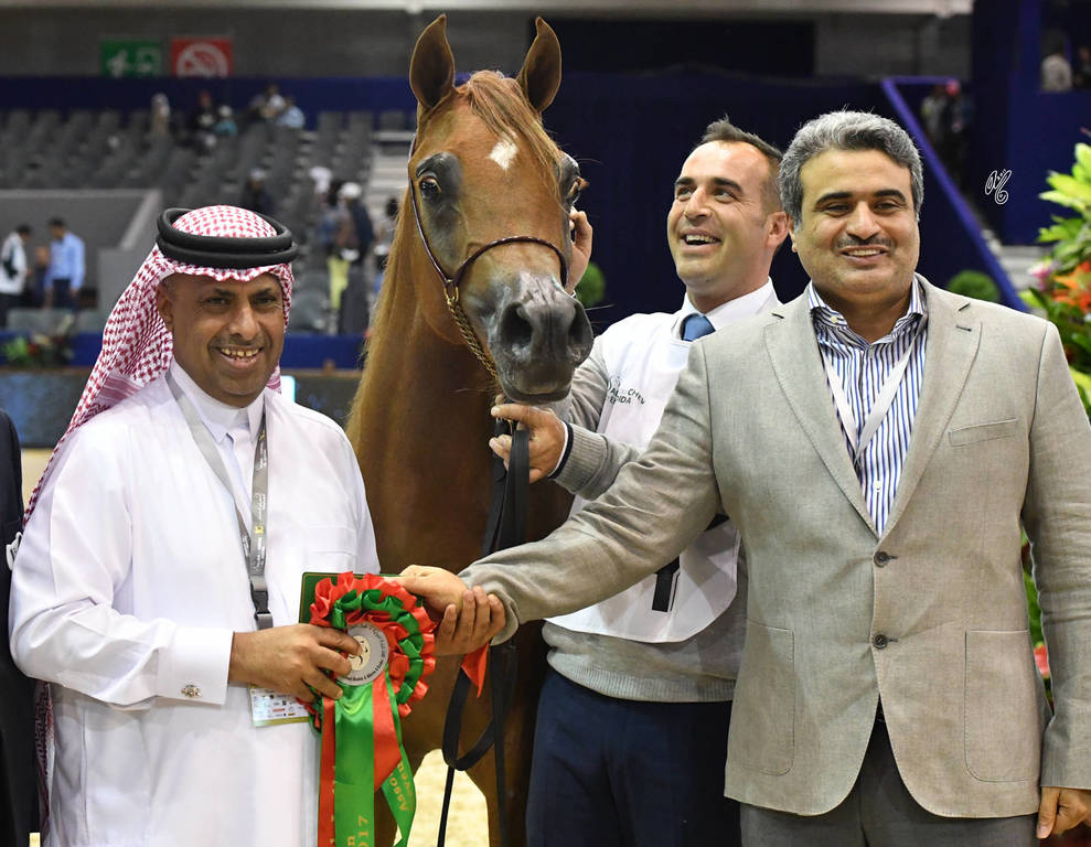 Yearling Colt Gold Champion: Hagras Al Shaqab (Fadi Al Shaqab X Wind Kamelia)  