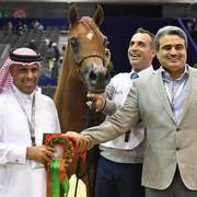 Yearling Colt Gold Champion: Hagras Al Shaqab (Fadi Al Shaqab X Wind Kamelia)  