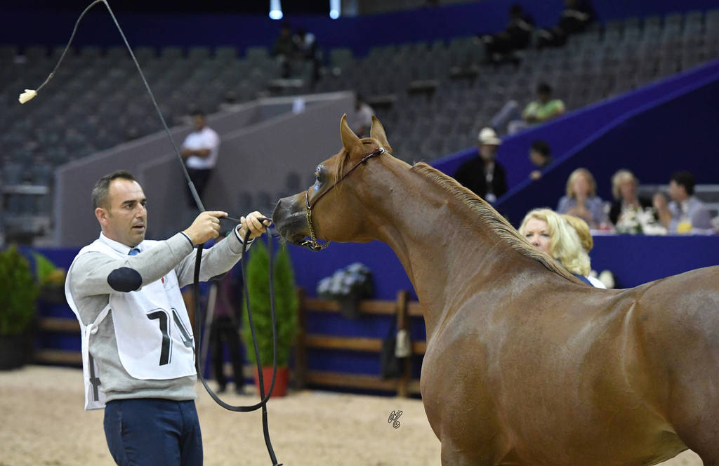Yearling Colt Gold Champion: Hagras Al Shaqab (Fadi Al Shaqab X Wind Kamelia)  