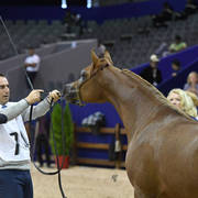 Yearling Colt Gold Champion: Hagras Al Shaqab (Fadi Al Shaqab X Wind Kamelia)  