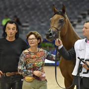 Yearling Colt Silver Champion: Lazeez Al Shahania (EKS Alihandro X ZT Makbey)  