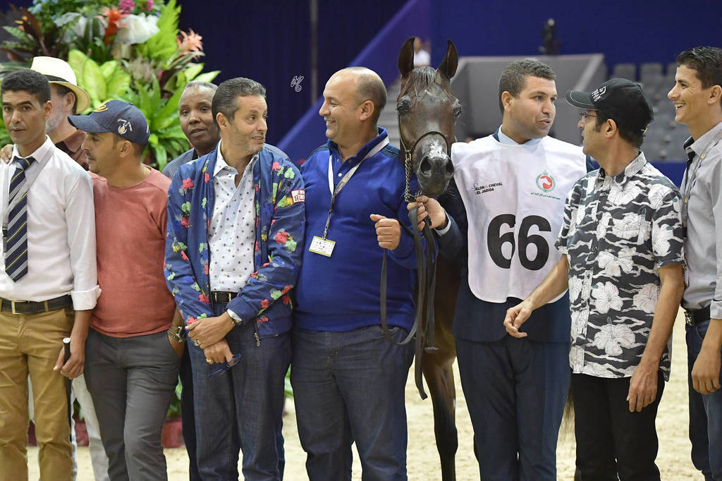 Yearling Colt Bronze Champion: Kanz Gam (Kanz Al Bidayer X Samya Gam)   