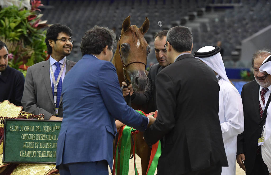Yearling Colt Gold Champion: Hagras Al Shaqab (Fadi Al Shaqab X Wind Kamelia)  