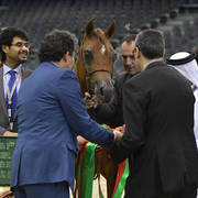 Yearling Colt Gold Champion: Hagras Al Shaqab (Fadi Al Shaqab X Wind Kamelia)  