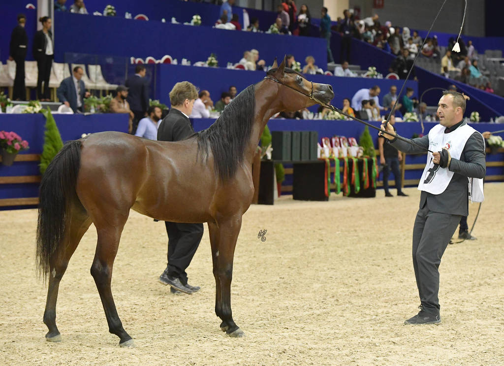 Yearling Filly Gold Champion: Hadba Al Shaqab (Marwan Al Shaqab X OFW Mishaahl)   