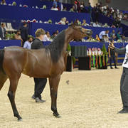 Yearling Filly Gold Champion: Hadba Al Shaqab (Marwan Al Shaqab X OFW Mishaahl)   