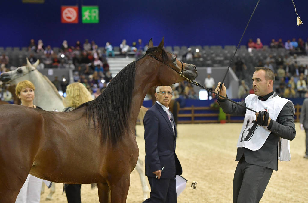 Yearling Filly Gold Champion: Hadba Al Shaqab (Marwan Al Shaqab X OFW Mishaahl)   