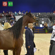 Yearling Filly Gold Champion: Hadba Al Shaqab (Marwan Al Shaqab X OFW Mishaahl)   