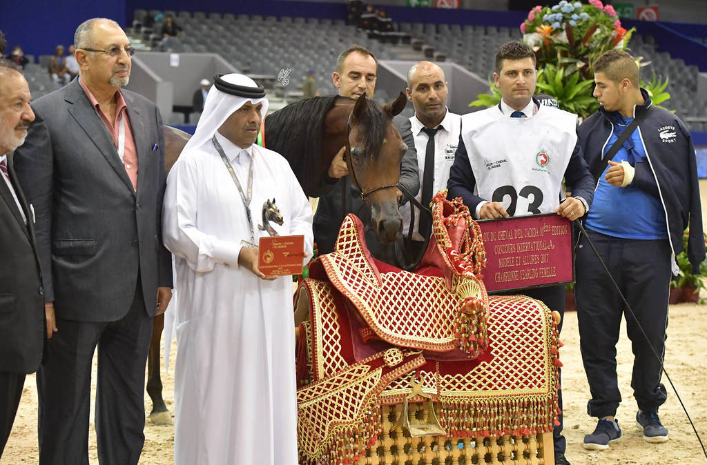 Yearling Filly Gold Champion: Hadba Al Shaqab (Marwan Al Shaqab X OFW Mishaahl)   