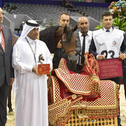 Yearling Filly Gold Champion: Hadba Al Shaqab (Marwan Al Shaqab X OFW Mishaahl)   