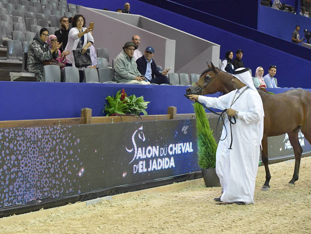 Yearling Filly Gold Champion: Hadba Al Shaqab (Marwan Al Shaqab X OFW Mishaahl)   