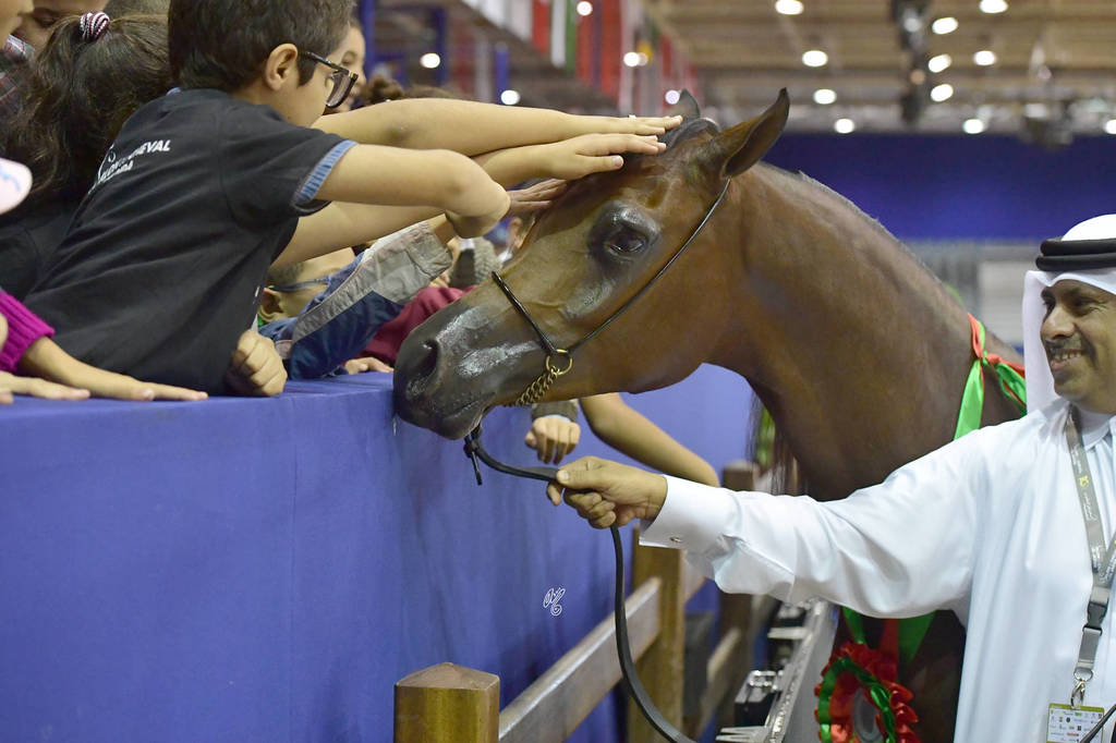 Yearling Filly Gold Champion: Hadba Al Shaqab (Marwan Al Shaqab X OFW Mishaahl)   