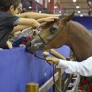 Yearling Filly Gold Champion: Hadba Al Shaqab (Marwan Al Shaqab X OFW Mishaahl)   