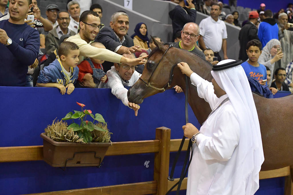 Yearling Filly Gold Champion: Hadba Al Shaqab (Marwan Al Shaqab X OFW Mishaahl)   