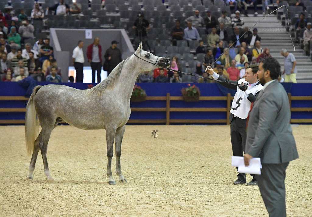 Yearling Filly Silver Champion: Soultana De Dream (Kanz Albidayer X MZ OA Sham Sabbah)   