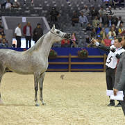 Yearling Filly Silver Champion: Soultana De Dream (Kanz Albidayer X MZ OA Sham Sabbah)   