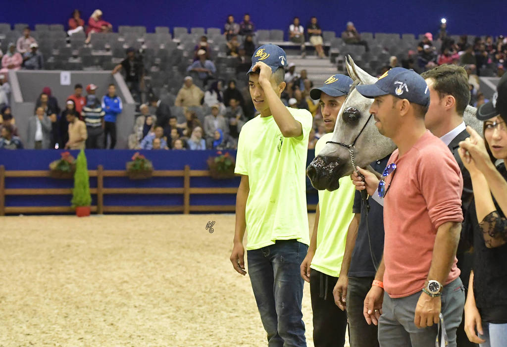 Yearling Filly Silver Champion: Soultana De Dream (Kanz Albidayer X MZ OA Sham Sabbah) 