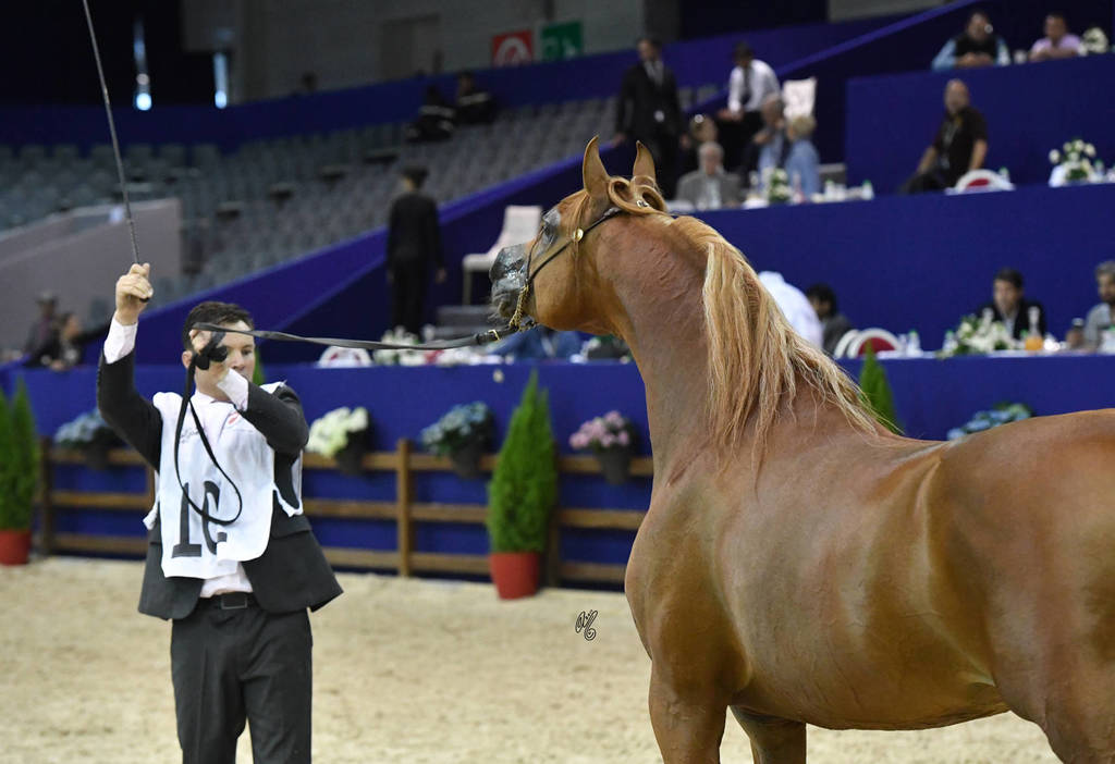 Stallions 7-10 Years: Priam De Djoon 