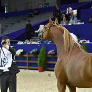 Stallions 7-10 Years: Priam De Djoon 