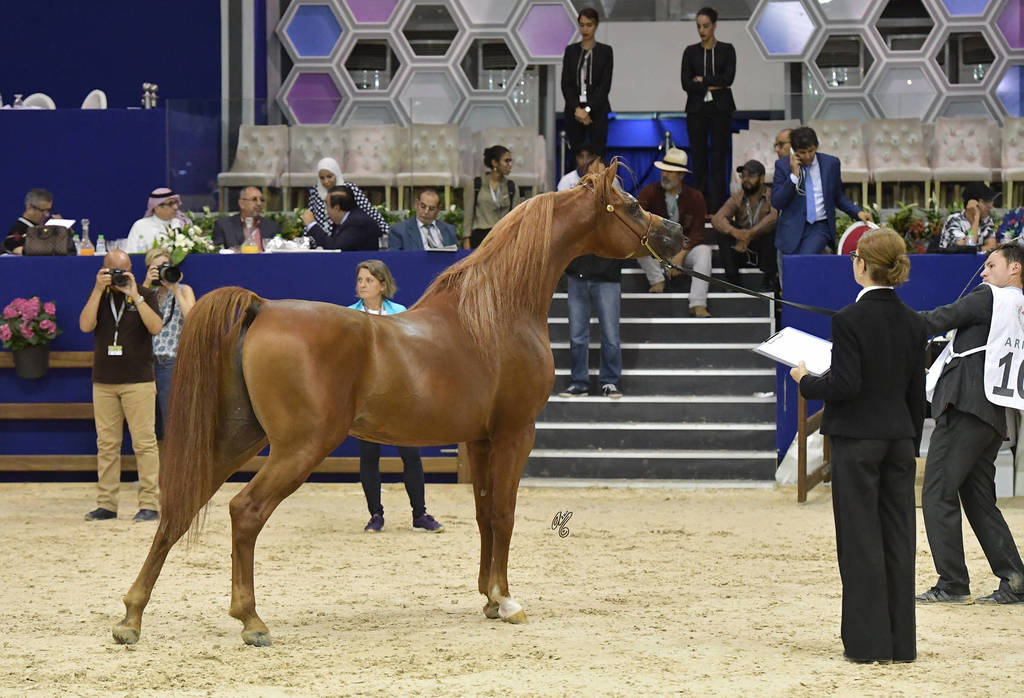 Stallions 7-10 Years: Priam De Djoon 