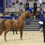 Stallions 7-10 Years: Priam De Djoon 