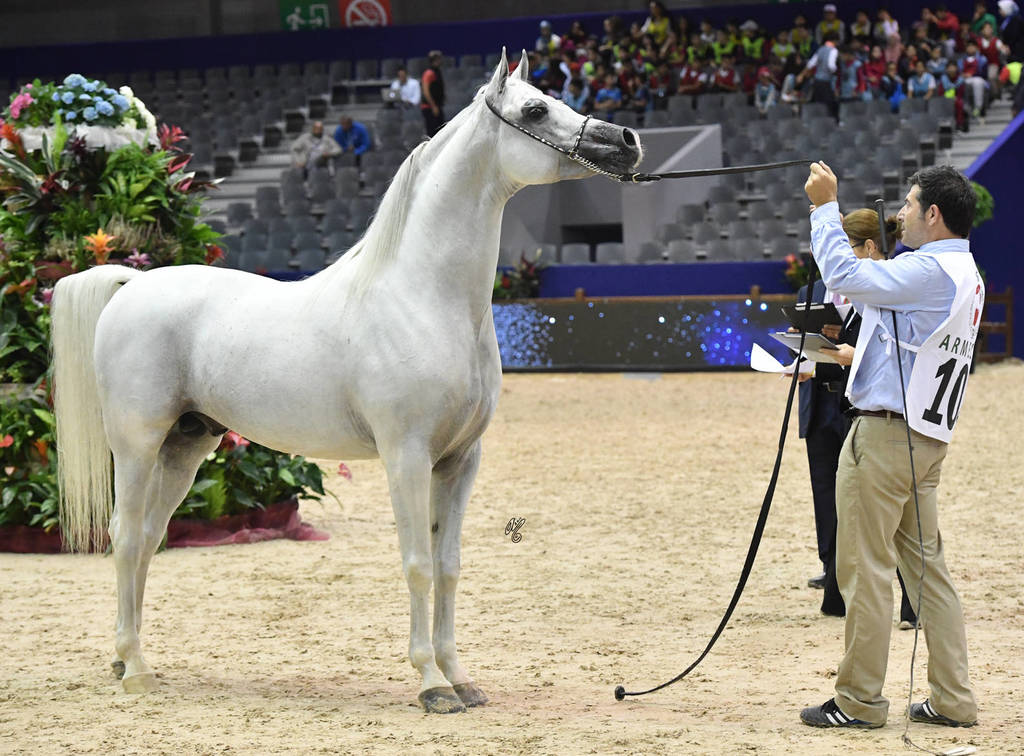 Stallions 7-10 Years: Napolean EA