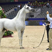 Stallions 7-10 Years: Napolean EA