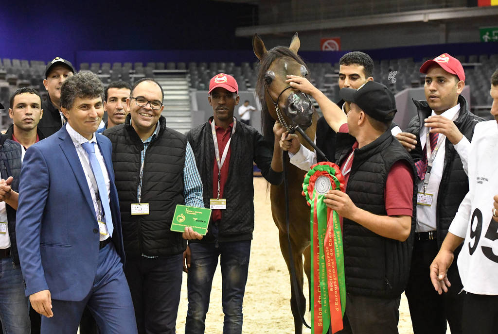 Stallions 4-6 Years: Lammah Athbah