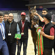 Stallions 4-6 Years: Lammah Athbah