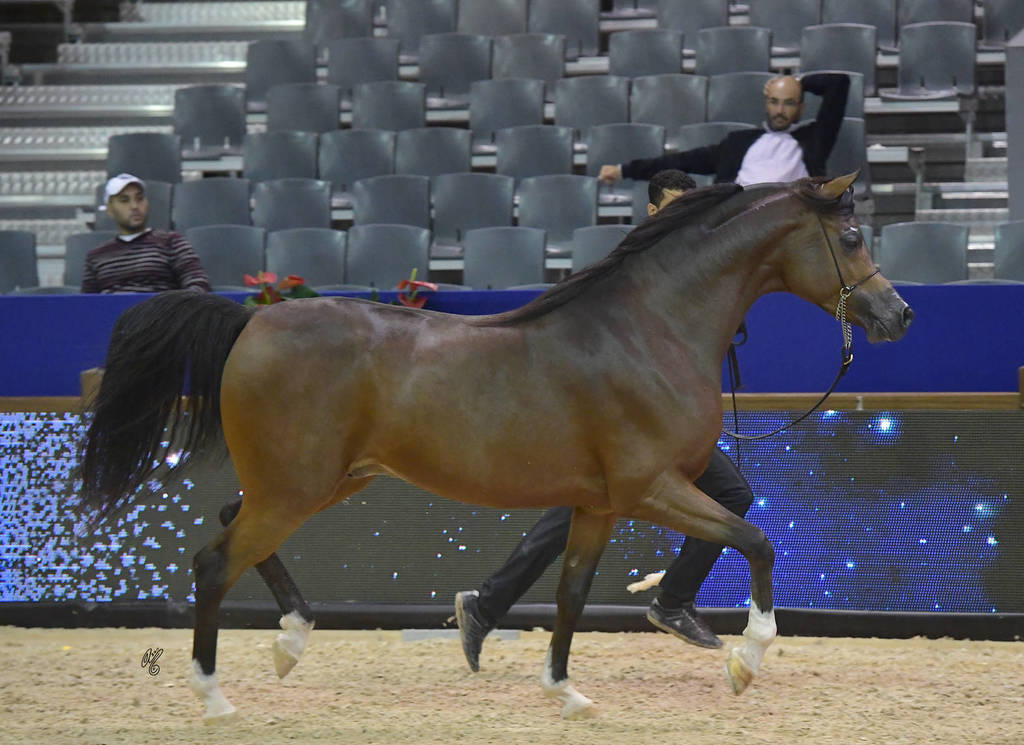 Stallions 4-6 Years: Lammah Athbah