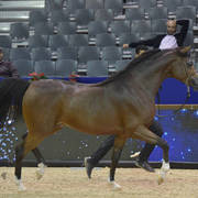 Stallions 4-6 Years: Lammah Athbah