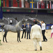 Fillies 3 Years: Madheena Selman 