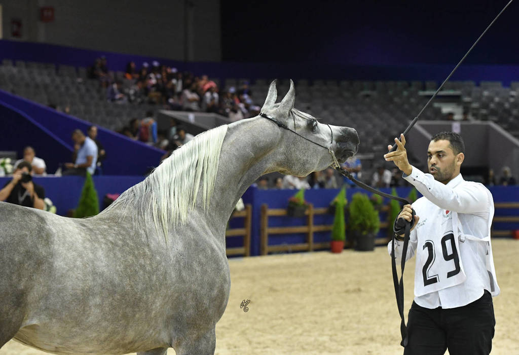 Fillies 3 Years: Firdaous L Azri 