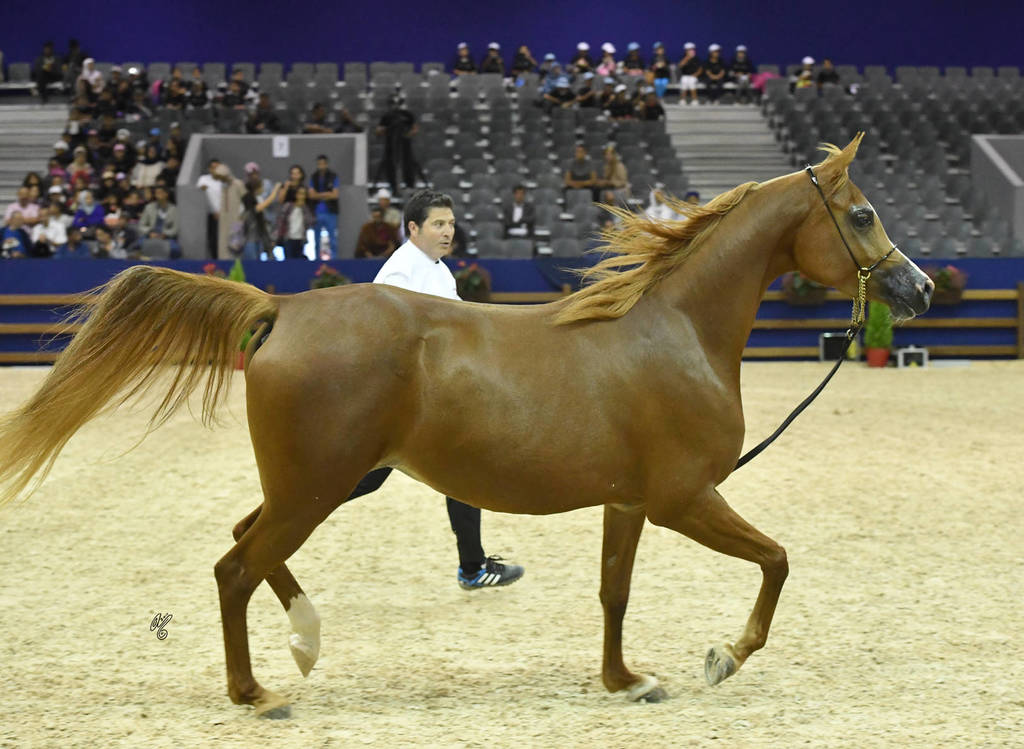 Fillies 3 Years: Ciao Bella MA 