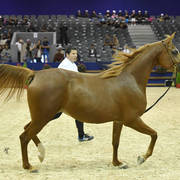 Fillies 3 Years: Ciao Bella MA 