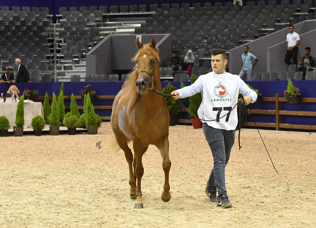 Colts 2 Years: Tidjani YJ 