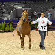 Colts 2 Years: Tidjani YJ 