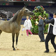 Colts 2 Years: Oziera Nadym 