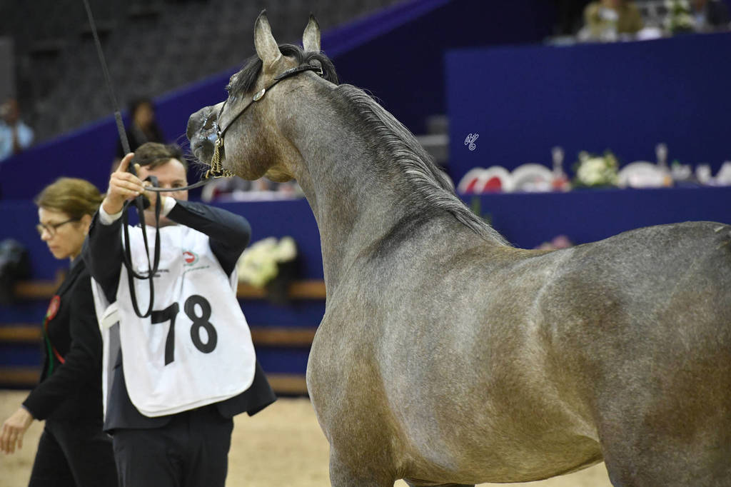 Colts 2 Years: Oziera Nadym 