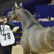 Colts 2 Years: Oziera Nadym 