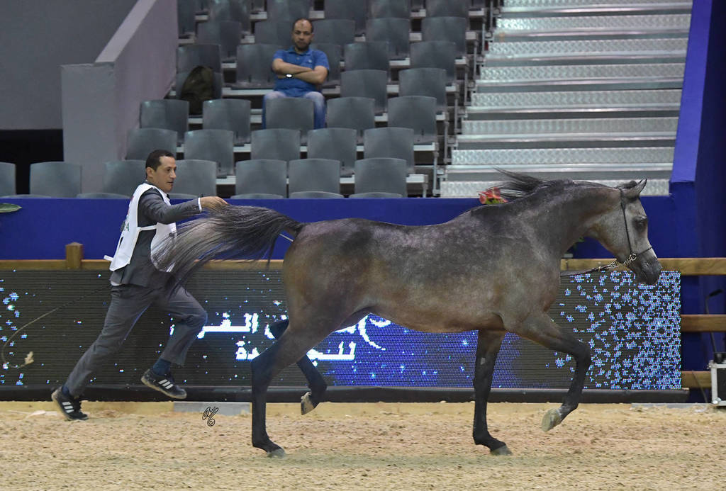 Colts 2 Years: Killar De Gacia 