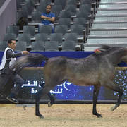 Colts 2 Years: Killar De Gacia 